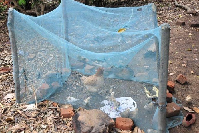 Hens under mosquito net rise news uganda malaria in uganda mosquito nets misuse in uganda 696x464